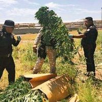 Encuentran plantas de mariguana en la refinería de Cadereyta