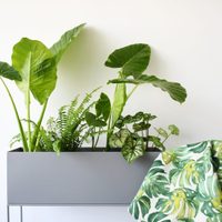 No te pueden faltar: 6 plantas ideales para tener en departamento