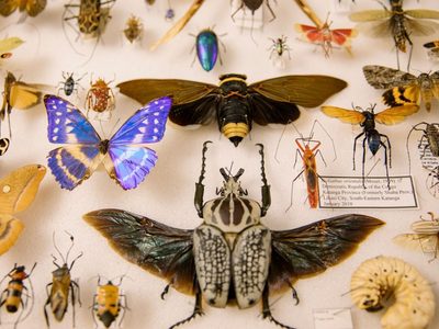 No las mates: el insecto que aparece siempre en tu casa o jardín y que puede mejorar tu economía