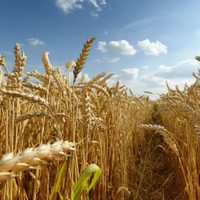 Alivio para el campo: el Gobierno extiende la baja de retenciones para trigo y cebada