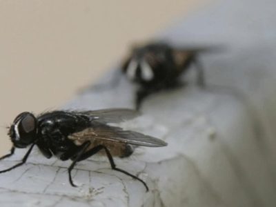 El extraño truco viral sin químicos para ahuyentar las moscas de tu hogar con solo 1 papel