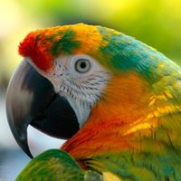 Seguro no lo sabías: qué significa que un loro aparezca en tu casa o jardín