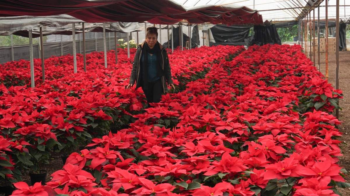 La productora Rosalva Cuaxospa camina entre sus flores de Nochebuena en un invernadero de San Luis Tlaxialtemalco, CDMX