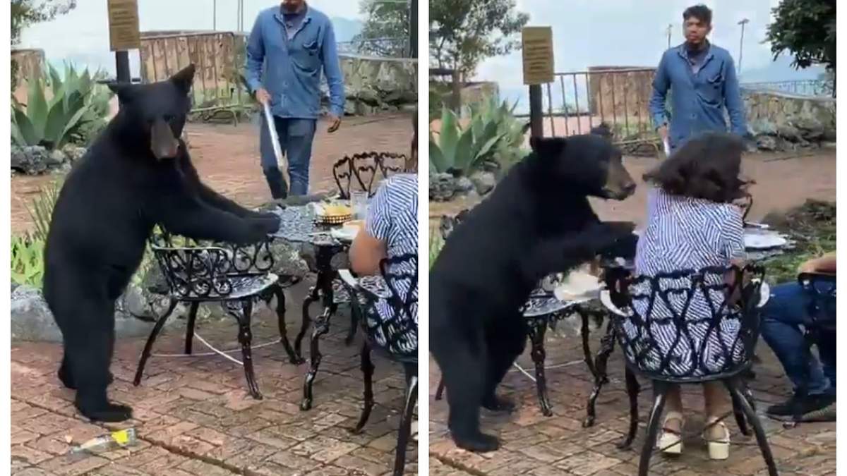 El oso atacó a una comensal en un restaurante
