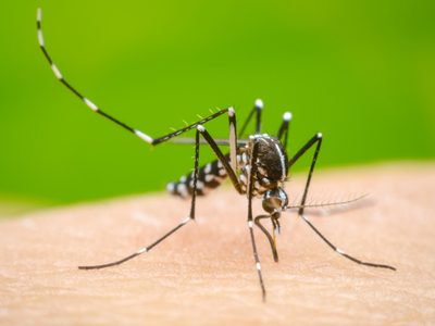La Rioja confirmó un caso de dengue y piden extremar los cuidados