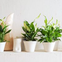 La planta que a pocos les gusta pero que, según el Feng Shui, es la clave para atraer el dinero a tu vida
