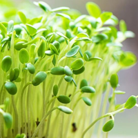 Hacé tu propio germinado de semillas de chía de forma fácil, sin gastar y con un resultado que es un tesoro para tu salud