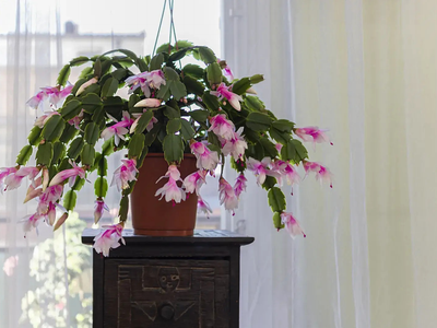 4 plantas con flores que aman la sombra y le darán un color único a tu jardín
