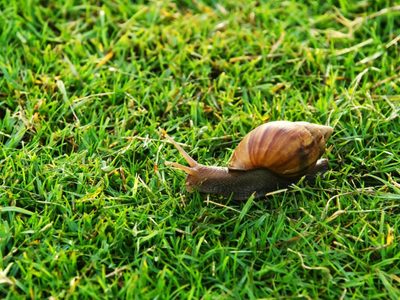 Curiosidades desconocidas acerca de los caracoles
