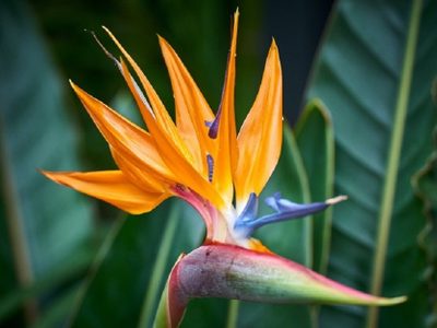 4 plantas de hojas grandes ideales para darle un toque selvático a tus espacios