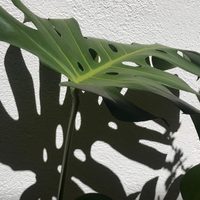 El truco viverista para curar tu planta Monstera si le aparecieron inexplicables manchas negras
