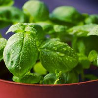 Si las hojas de tu albahaca están caídas, aplicá este truco para que tu planta vuelva a estar frondosa y rozagante