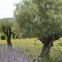 El árbol de la buena suerte que sobrevive con pocos cuidados y crece incluso en los lugares más difíciles