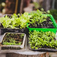El secreto para sembrar con éxito tus plantas en el huerto y evitar perder todo tu sueldo en la verdulería