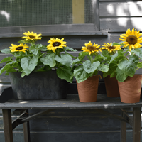 Así podés sembrar girasoles en maceta y, con suerte, disfrutar de la belleza de esta planta en el verano