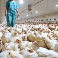 Detectan el tercer caso de gripe aviar en la provincia de Neuquén