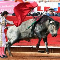 La Corte declara que corridas de toros y peleas de gallos no son patrimonio cultural