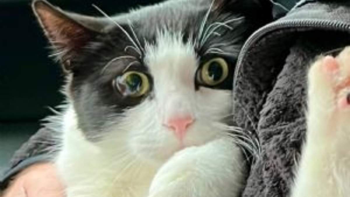Gato, mascota de casa