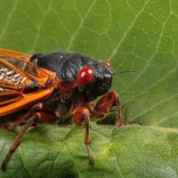 Curiosidades sobre las Cigarras: el insecto que utiliza su canto para conquistar a su compañera de vida