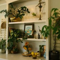 5 plantas perfectas para tu hogar: quitan la humedad y le dan un toque de estilo a cualquier rincón