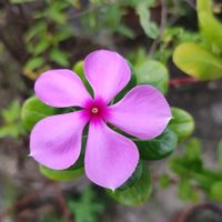 La planta que florece los 365 días del año y es un espectáculo para los jardines