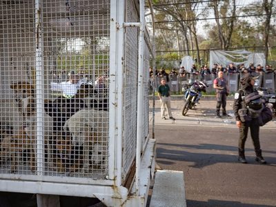Gobierno de CDMX retira y resguarda animales maltratados del Refugio Franciscano en Cuajimalpa
