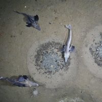 Hallaron en la Antártida la mayor zona de cría de peces jamás vista: unos 60 millones de nidos