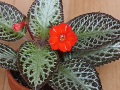 La planta que vas a querer tener en casa por sus hojas tan coloridas y exóticas