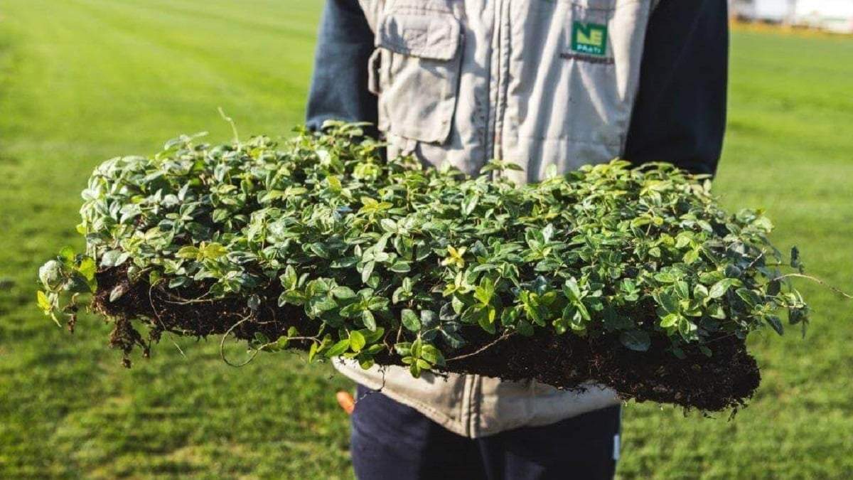 Cómo cuidar de las plantas cubresuelos. Fuente: (X)