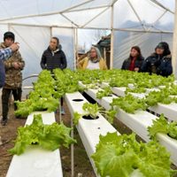 El boom del cultivo hidropónico: más de 100 personas participaron de una capacitación en Plottier