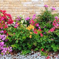 Con solo 4 ingredientes, la mezcla más potente para que tus plantas exploten de flores