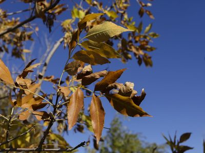 Clima en Neuquén: el lunes tendrá tardes templadas, heladas y cielo despejado