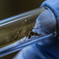 El dengue avanza más veloz que el coronavirus: ya hay casi 400 casos