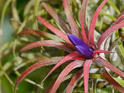 No te deshagas de ellas: las dos plantas más odiadas que son un verdadero tesoro