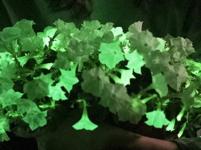 Resistente, perfumada y casi sin cuidados: la planta que puede iluminar tu jardín cuando todo parece apagado