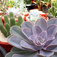 La señal más sencilla para saber si tenés suculentas de sol y necesitan más luz directa