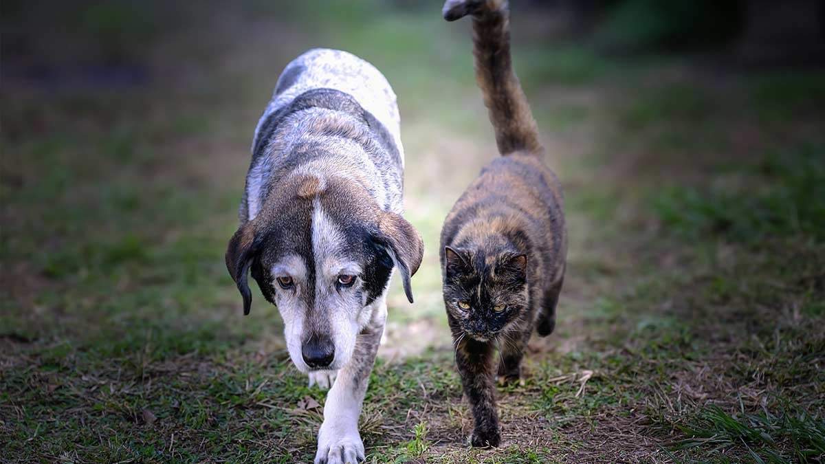 Perros y Gatos. Fuente: (Instagram)
