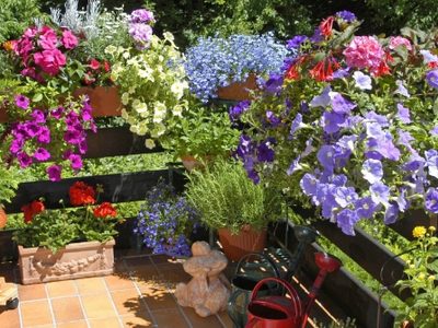 Qué plantas tenés que tener en tu balcón, según la orientación del sol, para que crezcan lindas