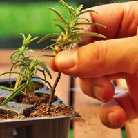 Gratis, fácil y rápido: el truco de los viveros para reproducir con éxito tus plantas favoritas