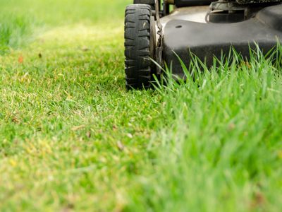 Utilizá el pasto recién cortado para que tus plantas crezcan hermosas y saludables: los beneficios
