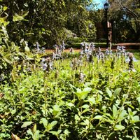 Mejor que un insecticida: la planta fácil de cuidar que ahuyenta a las hormigas de tu jardín para siempre