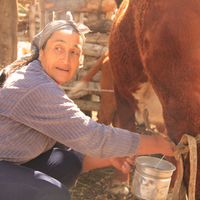 Día nacional de la leche: cómo está el sector en la provincia