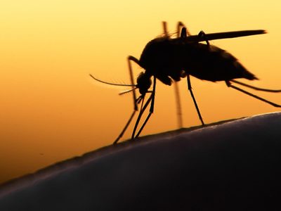 ANMAT prohibió reconocidos insecticidas