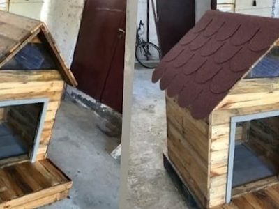 Un joven de Neuquén propuso construir casas para perros callejeros y recibió gran cantidad de apoyo