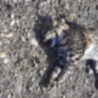 De no creer: atropellaron a un gato montés dentro del Parque Nacional Laguna Blanca