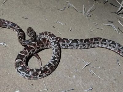 Alerta en Cutral Co por el hallazgo de una serpiente yarará en un patio
