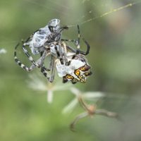 El insecto de apariencia amenazante pero que no deberías eliminar de tu jardín por esta razón