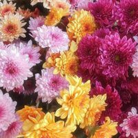 La planta de pocos cuidados que ahuyenta moscas y hormigas y guarda beneficios sorprendentes para tu salud
