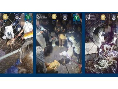 Tenían a 46 perros en un predio abandonado en Tlalpan; ya fueron rescatados