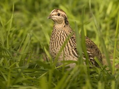 Curiosidades sobre la Codorniz: el ave pequeña que esconde un increíble poder en su plumaje